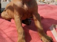 Rhodesian Ridgeback Welpen