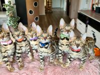 Wunderschöne Bengal Kitten gechipt geimpft mit Stammbaum