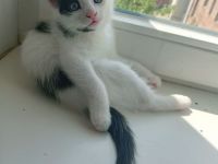 4 kleine kitten suchen ab Mitte Juni ein liebevolles Zuhause 🤗