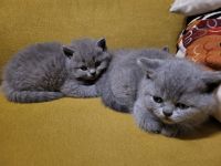 wunderschöne,reinrassige Kitten