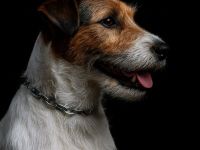 Jack Russell Terrier Deckrüde mit Papieren