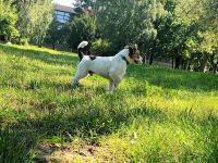 Jack Russell Terrier Deckrüde mit Papieren