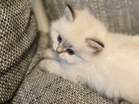 BLH/ Heilige Birma Mix