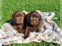 Wunderschöne Labradorwelpen in chocolate mit Papieren