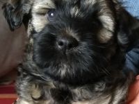 Tibet Terrier Welpen