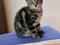 2 Ragdoll-Mix Katerchen suchen ein liebevolles neues Königreich