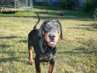 Dobermann Welpen
