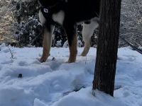 Shiba inu Deckrüde Black Tan (kein Verkauf )