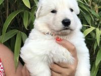 Welpen Weißer Schweizer Schäferhund