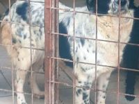 liebe, kastrierte Gaby im Tötungstierteim hofft auf Rettung durch tierliebe Menschen