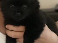 Kleinspitz Welpen schwarz