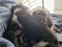 Mischlingskitten zu vermitteln