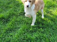 Australien Shapert Hündin sucht ein schönes zu Hause