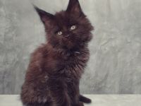 Maine Coon Mädchen m. Stammbaum