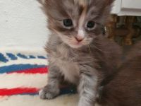Maine Coon Kitten