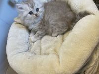 BKH Kitten BKH-Kitten