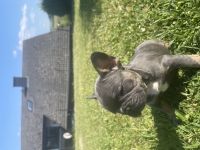 Französische Bulldoggen Welpen