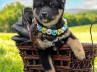 Black and Tan Shiba Boy