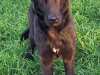 Schäferhündin, liebe, bereits kastrierte Himera vom Züchtersohn ausgesetzt, sucht ein Heim bei tierl