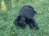 LABRADORWELPEN SCHWARZ