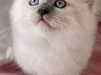 Reinrassige Heilige Birma Kitten in Stuttgart