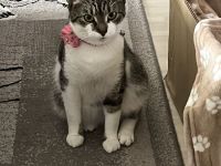 Europäische Hauskatze abzugeben