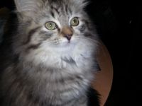 BLH EKH Kitten 8 Monate m/w