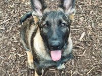 Deutsche Schäferhundwelpen