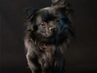 Unser schwarzer deckrüde