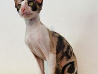 Cornish Rex vom Hohen Fläming
