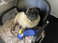 Reinrassiger Mops - Deckrüde