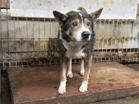 Fidibus sucht hundeerfahrene Menschen