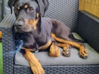 Maja sucht liebevollen Besitzer