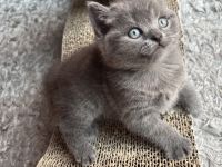 2 BKH Kitten Weibchen und Männchen suchen ein Zuhause