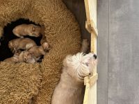 Maltipoo Welpen in der Farbe Aprikot