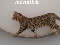 Bengal Kater XXL Rosetten wunderschön Reinrassig