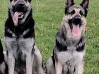 Osteuropäische Schäferhund Welpe