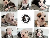 Old English Bulldogg Welpen OEB