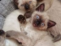 5 flauschige Siam kitten suchen bald ein zu Hause.