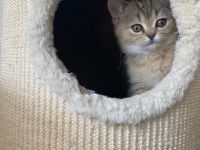 BRITISCH KURZHAAR KITTEN