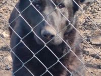 lieber,kastrierter Keno geb.9.08.2022, in der Tötung in Rumänien, wir suchen ein Heim für ihn;