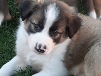 Border Collie Welpen