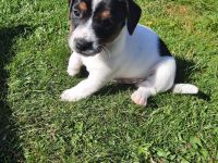 Jack Russel Welpen zuverkaufen