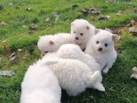 Zwergspitz Pomeranian Welpen