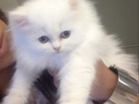 Bkh - Perser Mix ABGABEBEREIT