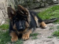 Deutscher Schäferhund Hündin Welpe