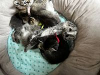 5 kitten Britisch Kurzhaar