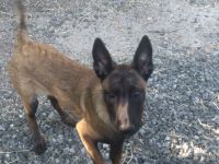 Belgischer Schäferhund