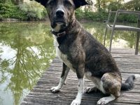 Mischlingshündin, Bibi, 2,5 Jahre alt sucht ihre Herzensmenschen