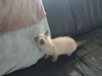 Siam Kitten